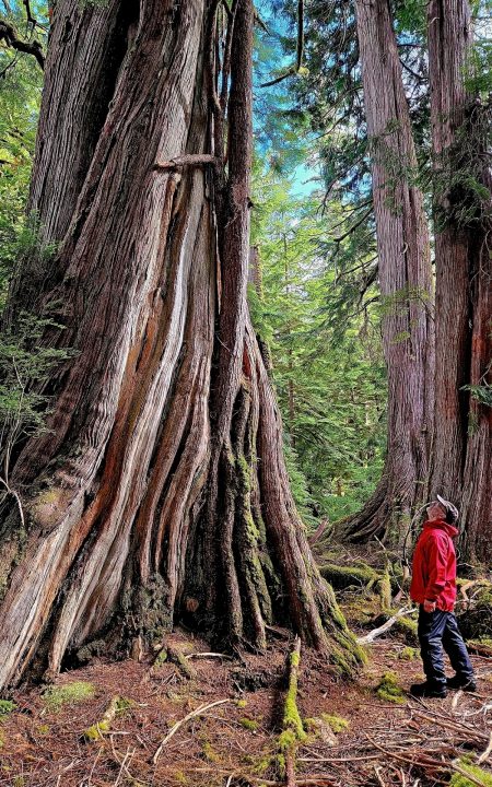 cedar tree haida gwaii