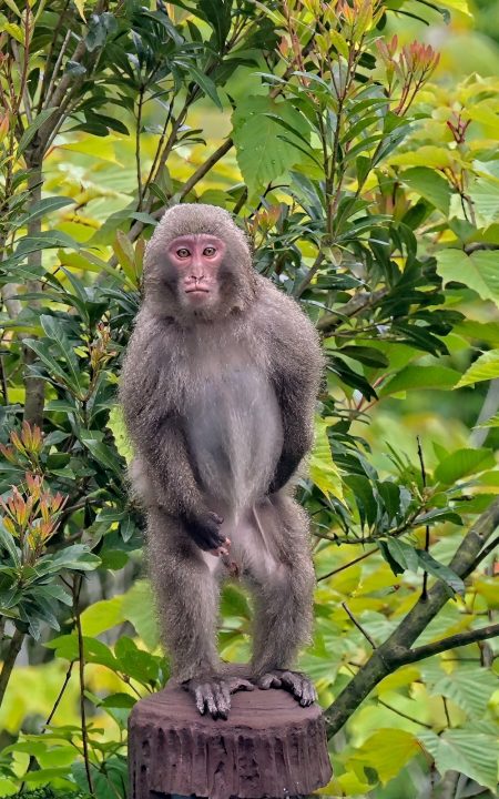 Our guests weren’t the only ones who were curious. A young macaque in yakusugi land.