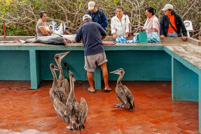 Fish Market2