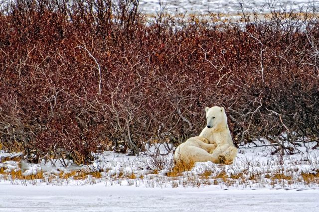 Polar bear mother cub suckling