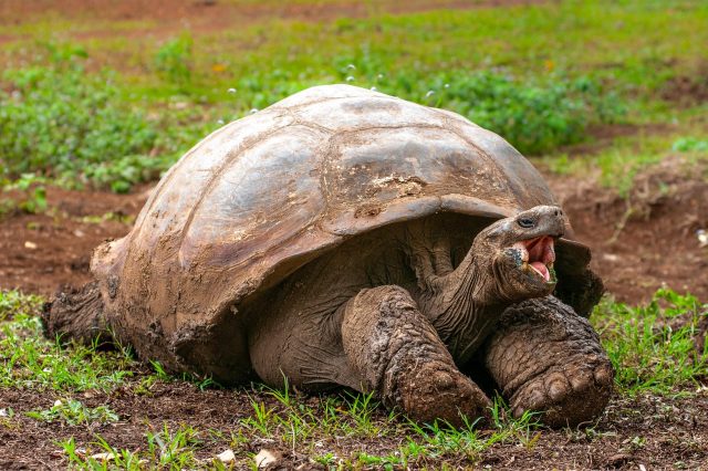 Tortoise4