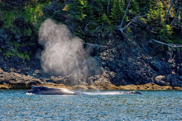 Humpback whale spout newfoundland