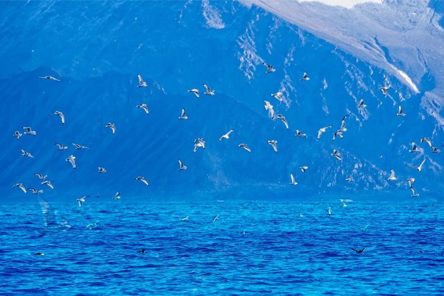 Kittiwakes