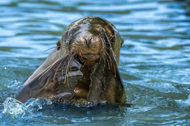 Seal