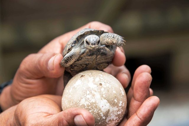 Tortoise