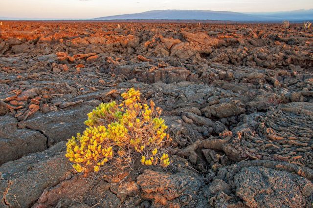 Volcanic landscape