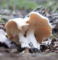 Pieds de mouton champignon