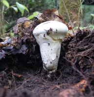 Armillaire ventru champignon