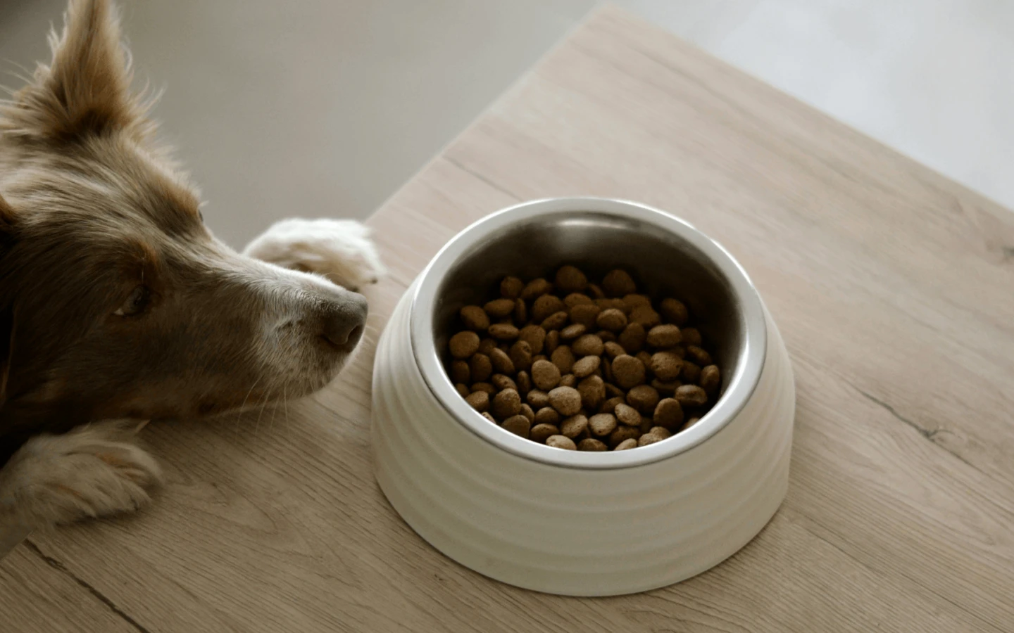 Nourriture pour animaux 1920x1080