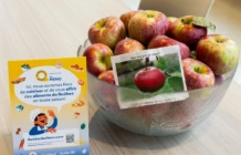 Panier de pommes AQM