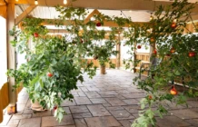 Pommier CHSLD Bourget