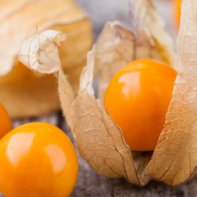 Physalis 475x600 1533652527