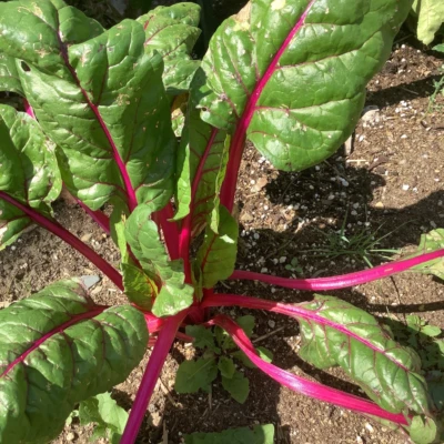 LIML2022 COOP solidarite alimentaire des Sources 14