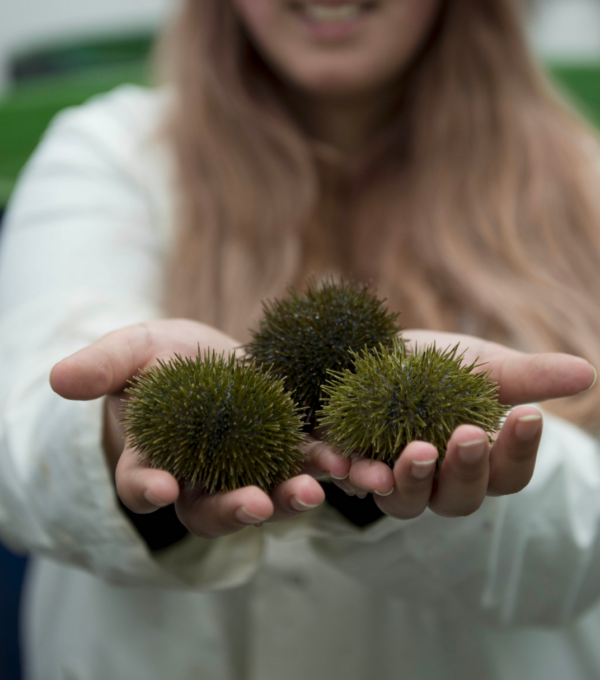 L’oursin vert du Québec : un trésor marin méconnu