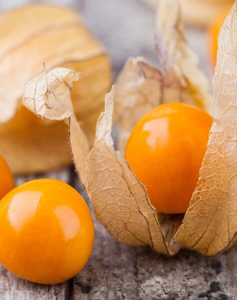 Physalis 475x600 1533652527