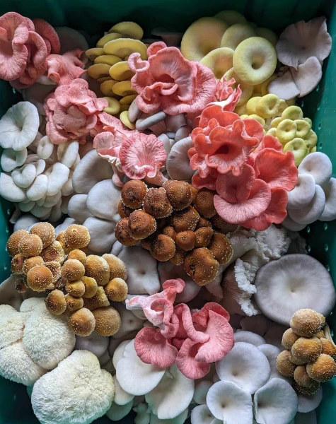 Champignon 475x600 1758659170