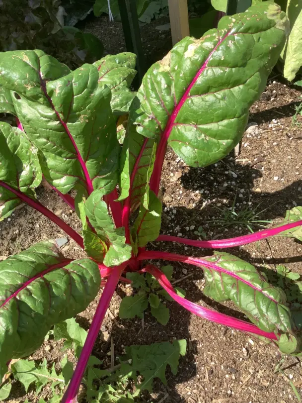 LIML2022 COOP solidarite alimentaire des Sources 14