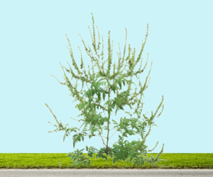 I-3CP-IU-030 - MSSS - Herbes a poux 25