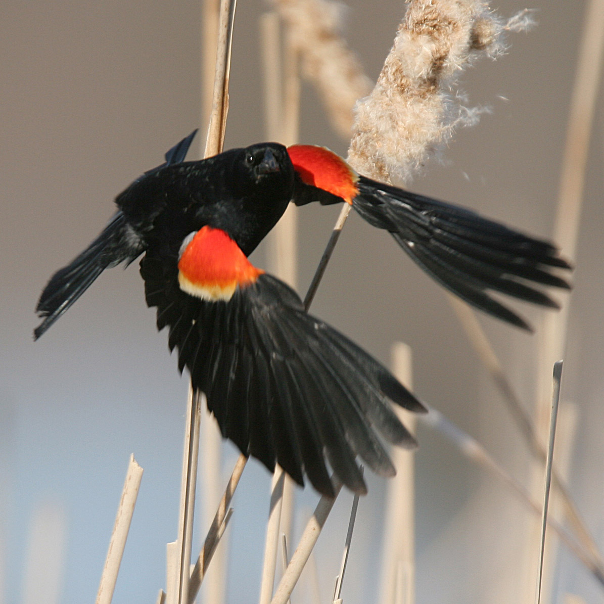 Red-winged Blackbird (Agelaius phoeniceus)