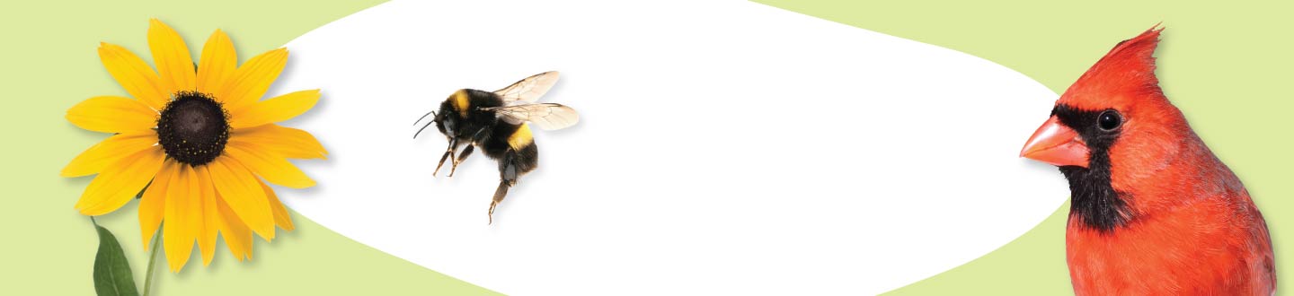 A black-eyed susan, a bee and a cardinal on a green and white background.