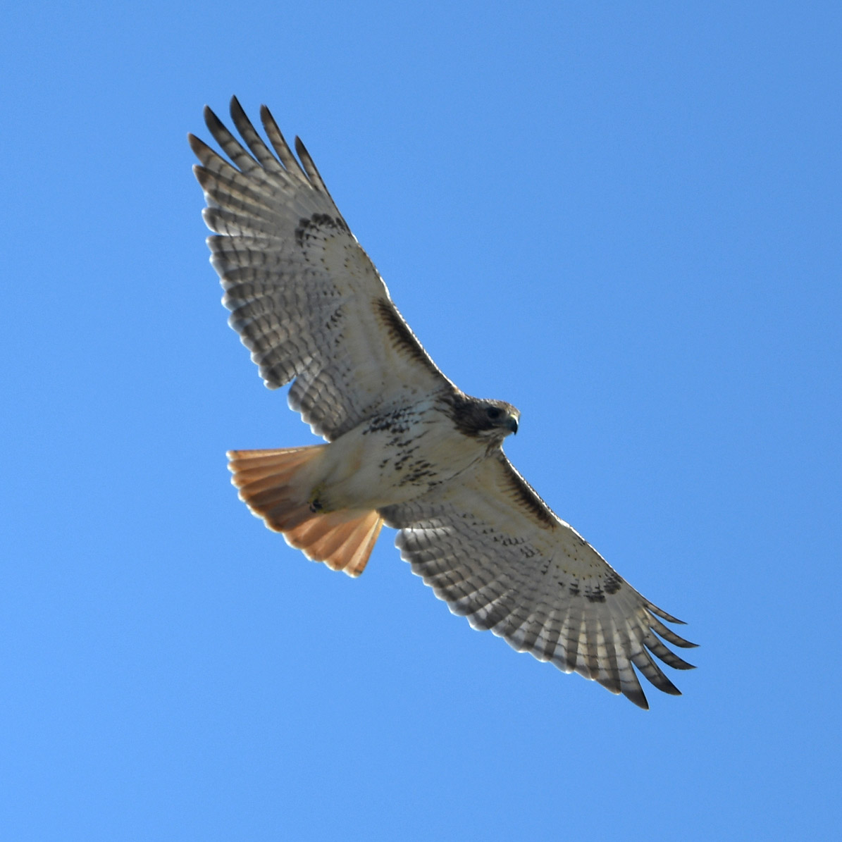 Red-tailed Hawk (Buteo jamaicensis)