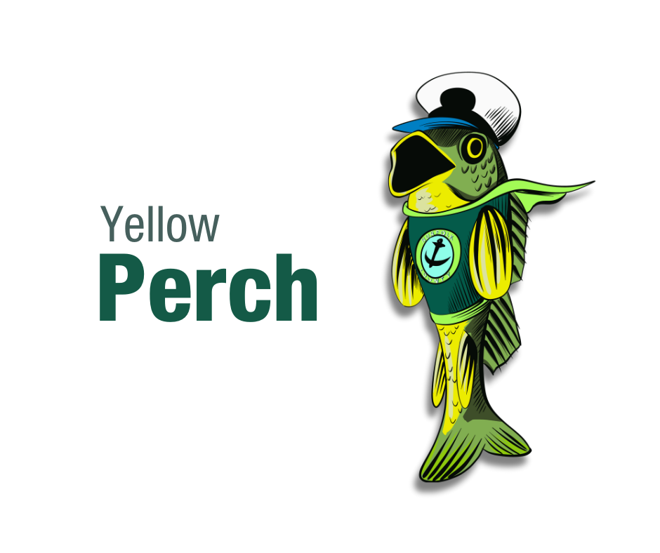 Ward 6 : Yellow Perch