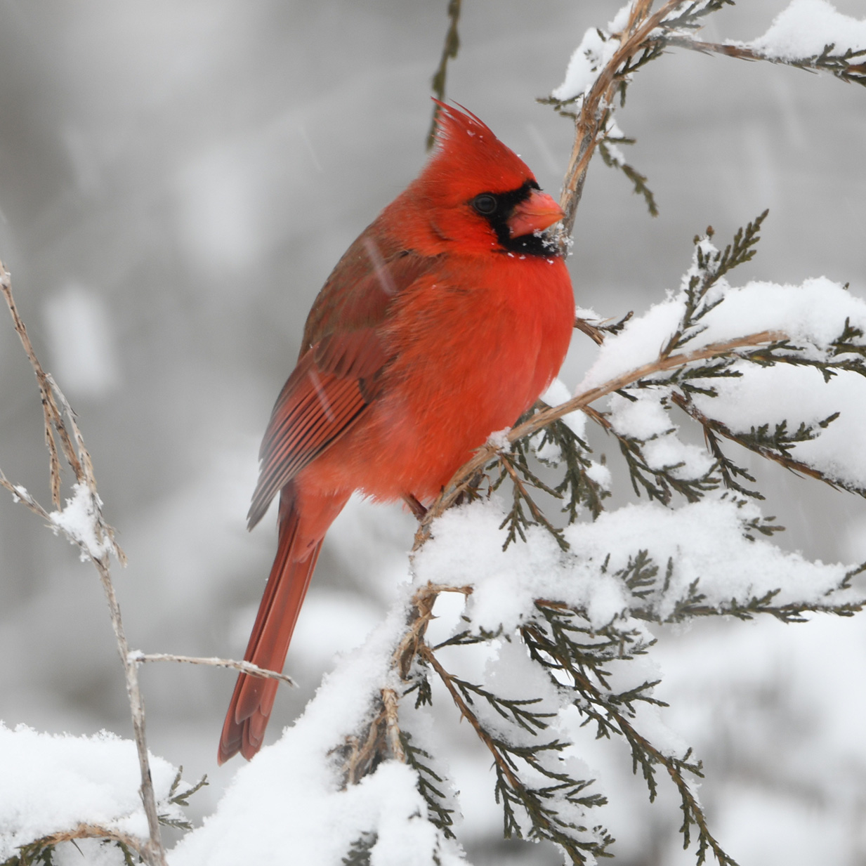 Northern Cardinal (Cardinalis cardinalis)