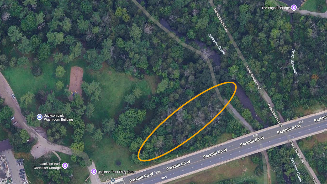 The area being considered is approximately 92 meters in length, travelling just east of the main entrance to Jackson Park at Parkhill Road and flowing to an outlet on the east side of Jackson Creek, about x meters north of Parkhill Road. 