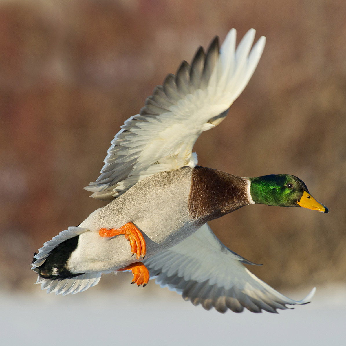 Mallard (Anas platyrhynchos)