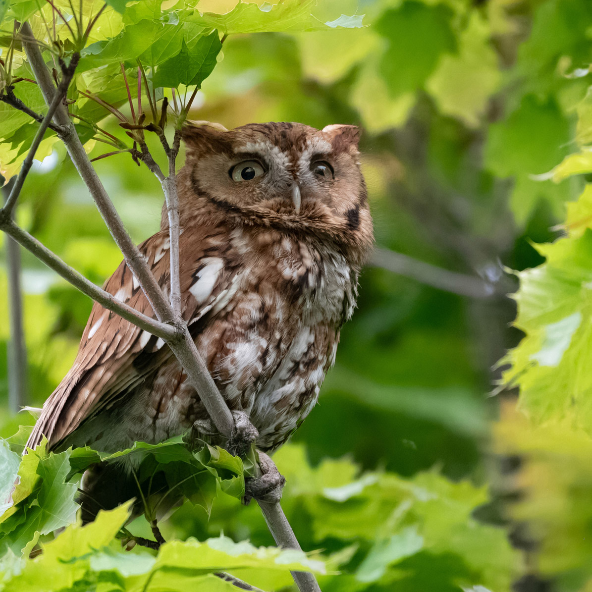 Eastern Screech-Owl (Megascops asio)