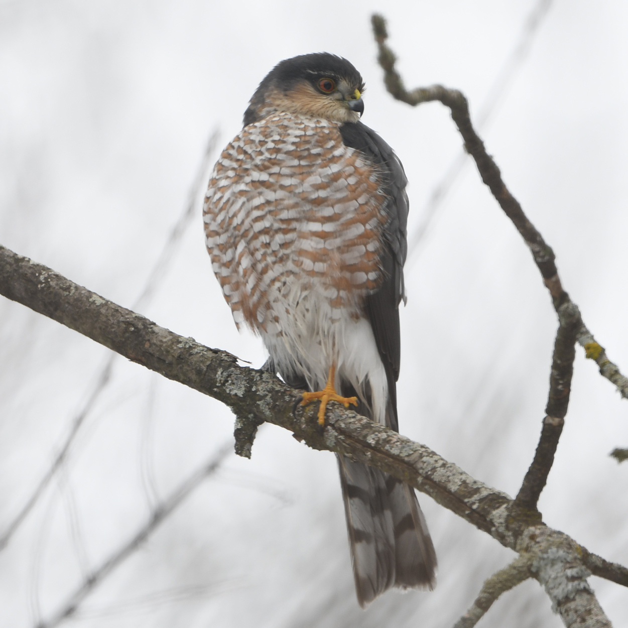 Sharp-shinned Hawk (Accipiter striatus)
