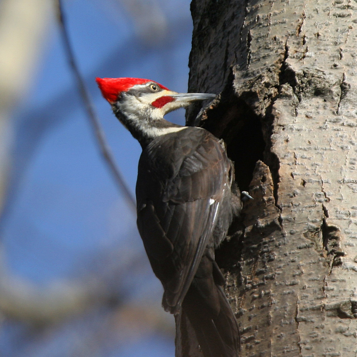 Pileated Woodpecker (Dryocopus pileatus)
