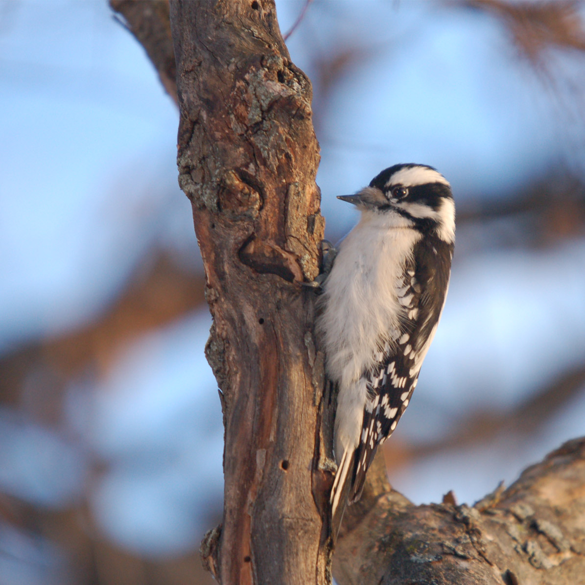 Downy Woodpecker (Dryobates pubescens)