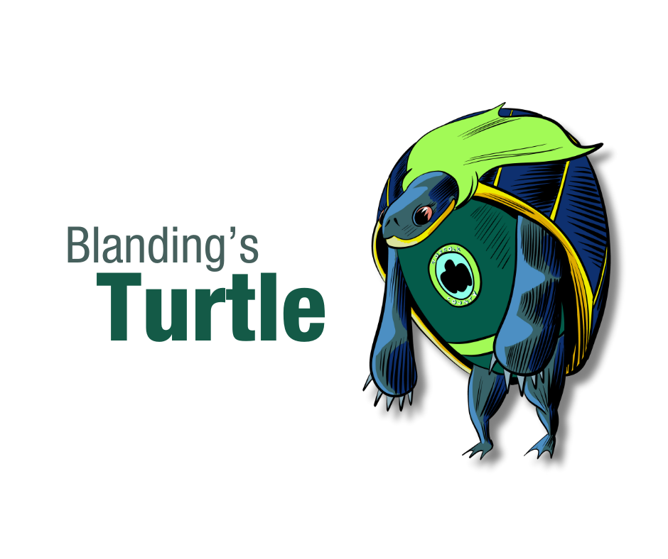 Ward 7 – The Blanding’s Turtle