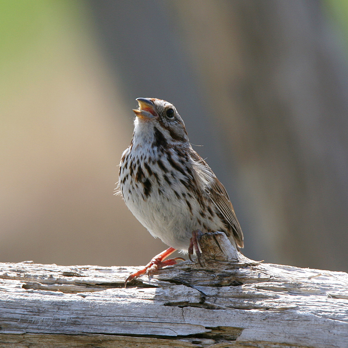 Song Sparrow (Melospiza melodia)