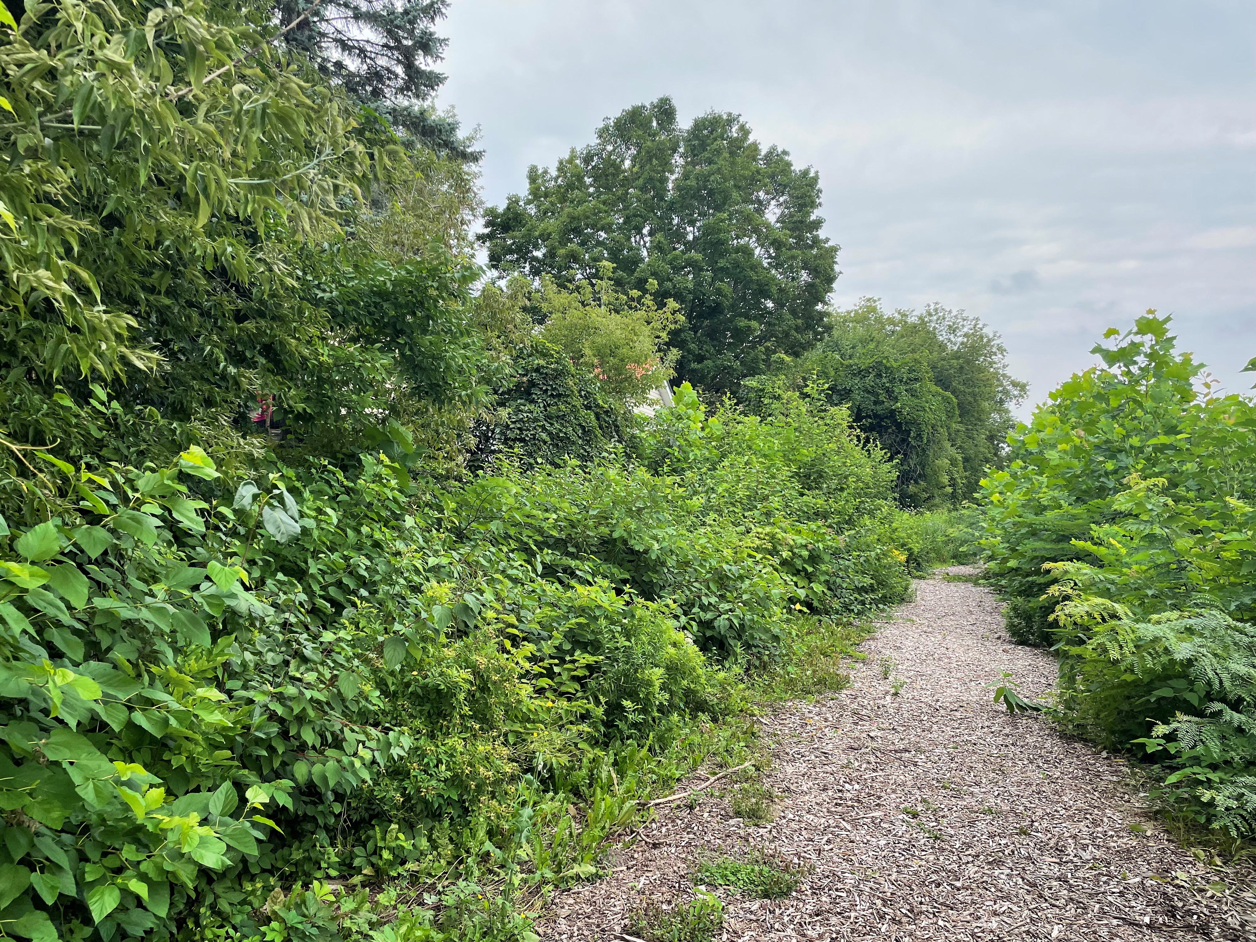 A food forest on 56 Francis St. featuring lush greenery and a gravel pathway.