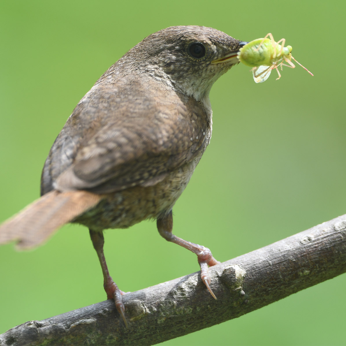 House Wren (Troglodytes aedon)