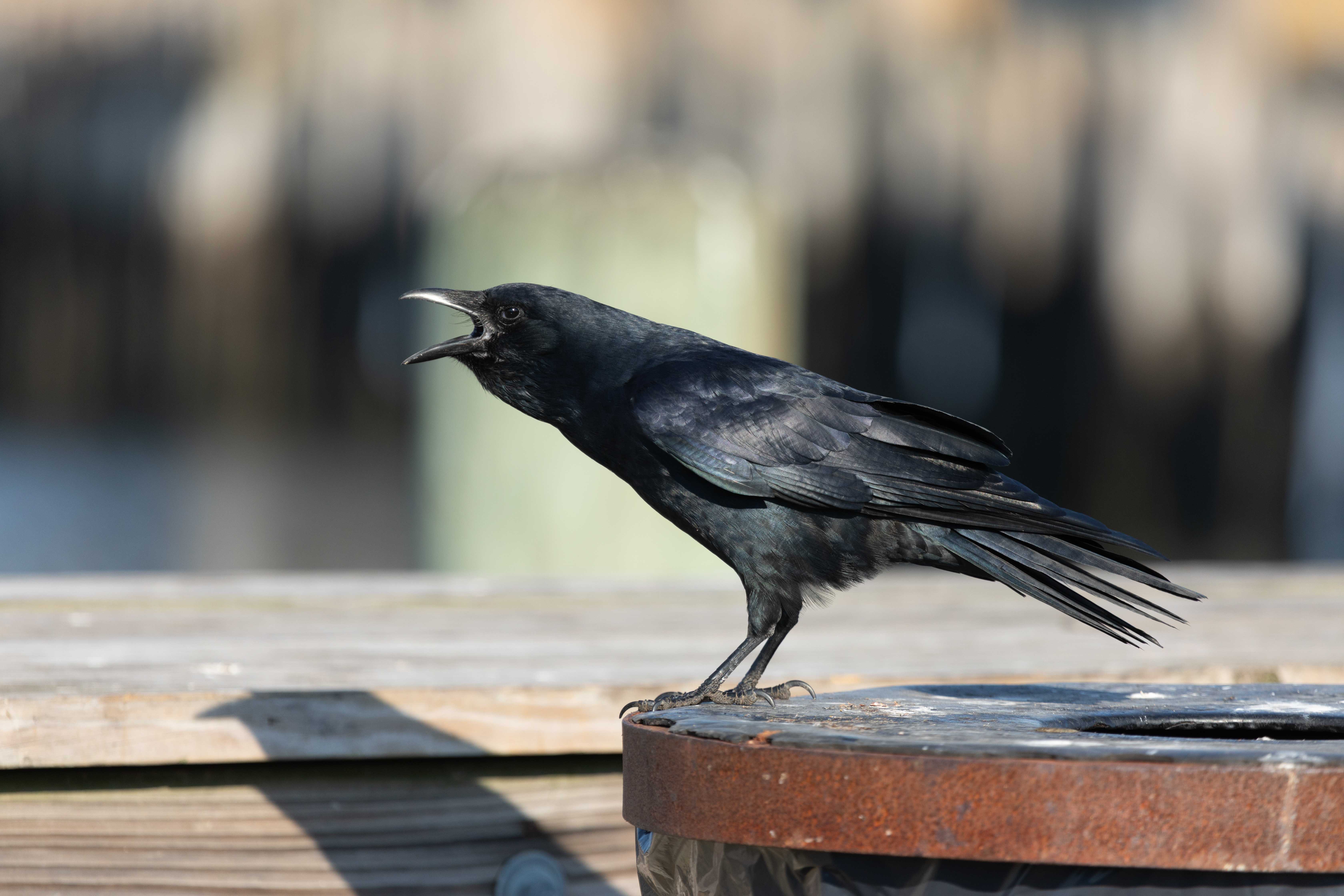 American Crow (Corvus brachyrhynchos)