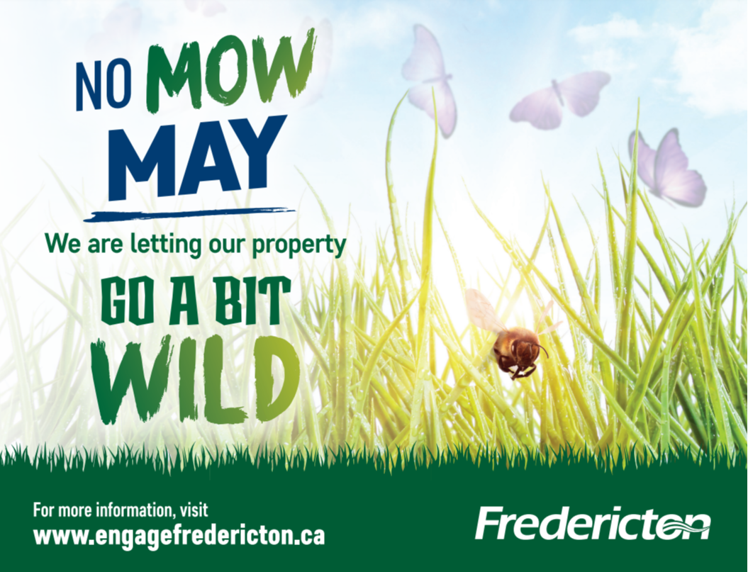 Contest Show Us Your Shaggy Lawn! (Photos from 2022) Join Us for No