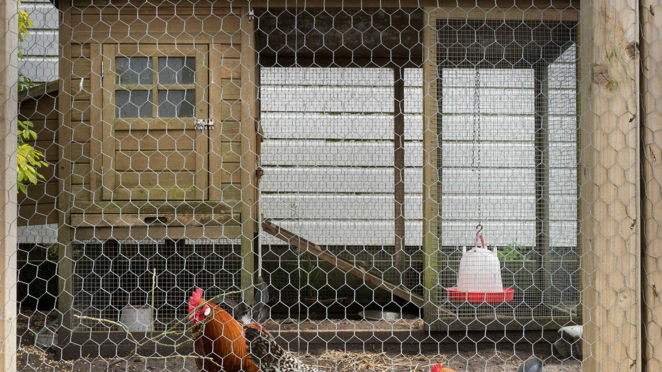 Coop and Hen Run Requirements | Urban Hens Program | Shape your City ...