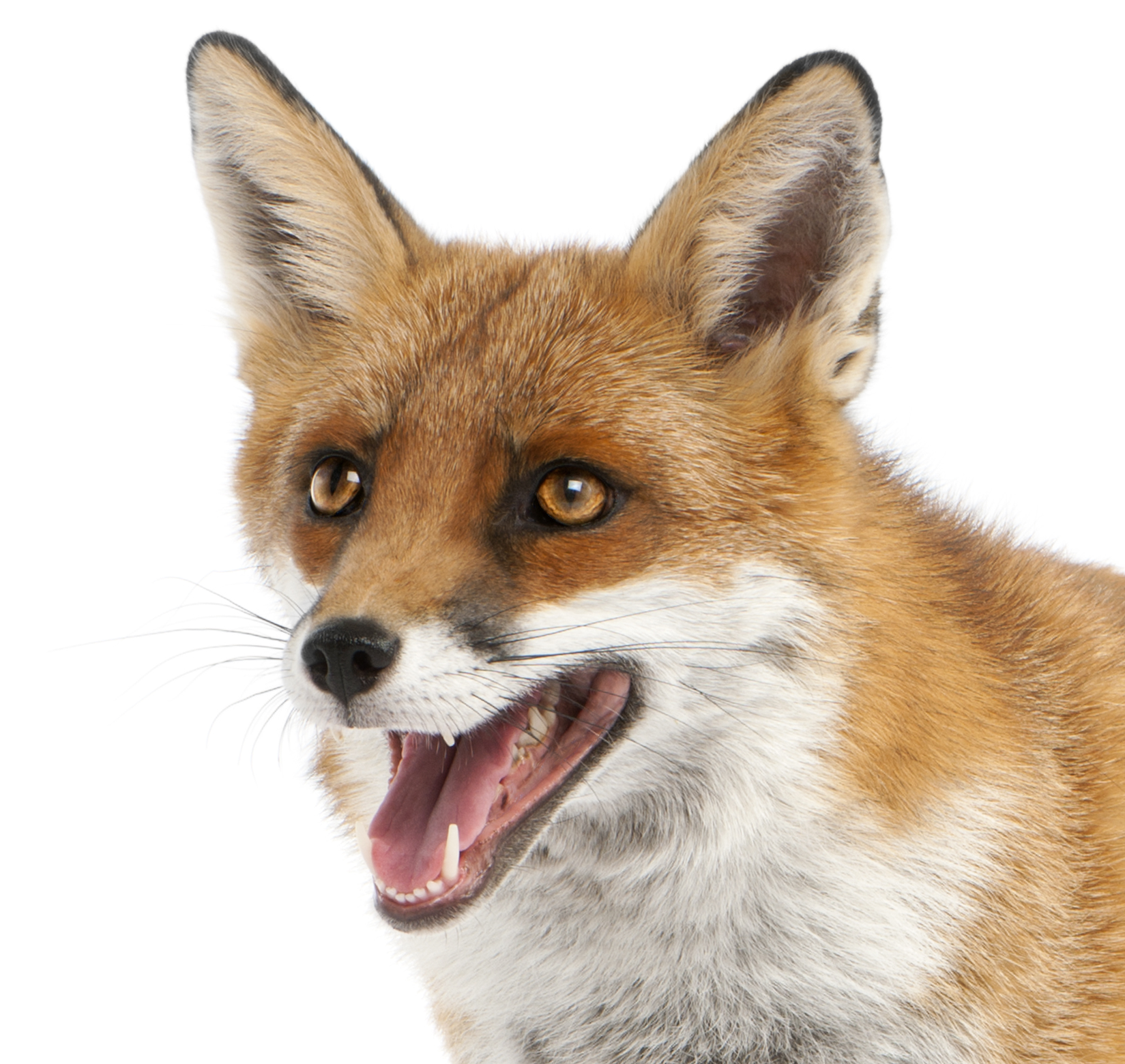 Team member, Erica Hart