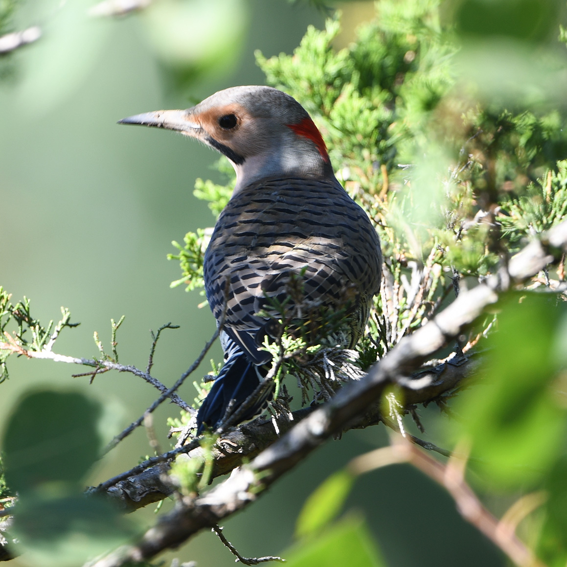 Northern Flicker (Colaptes auratus)