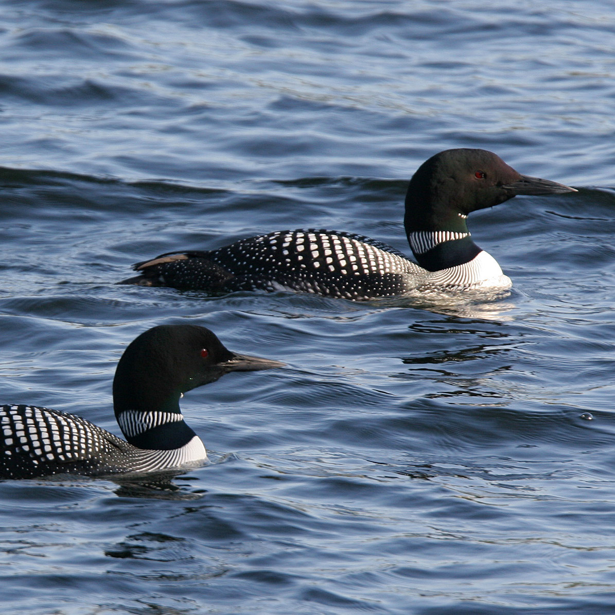 Common Loon (Gavia immer)