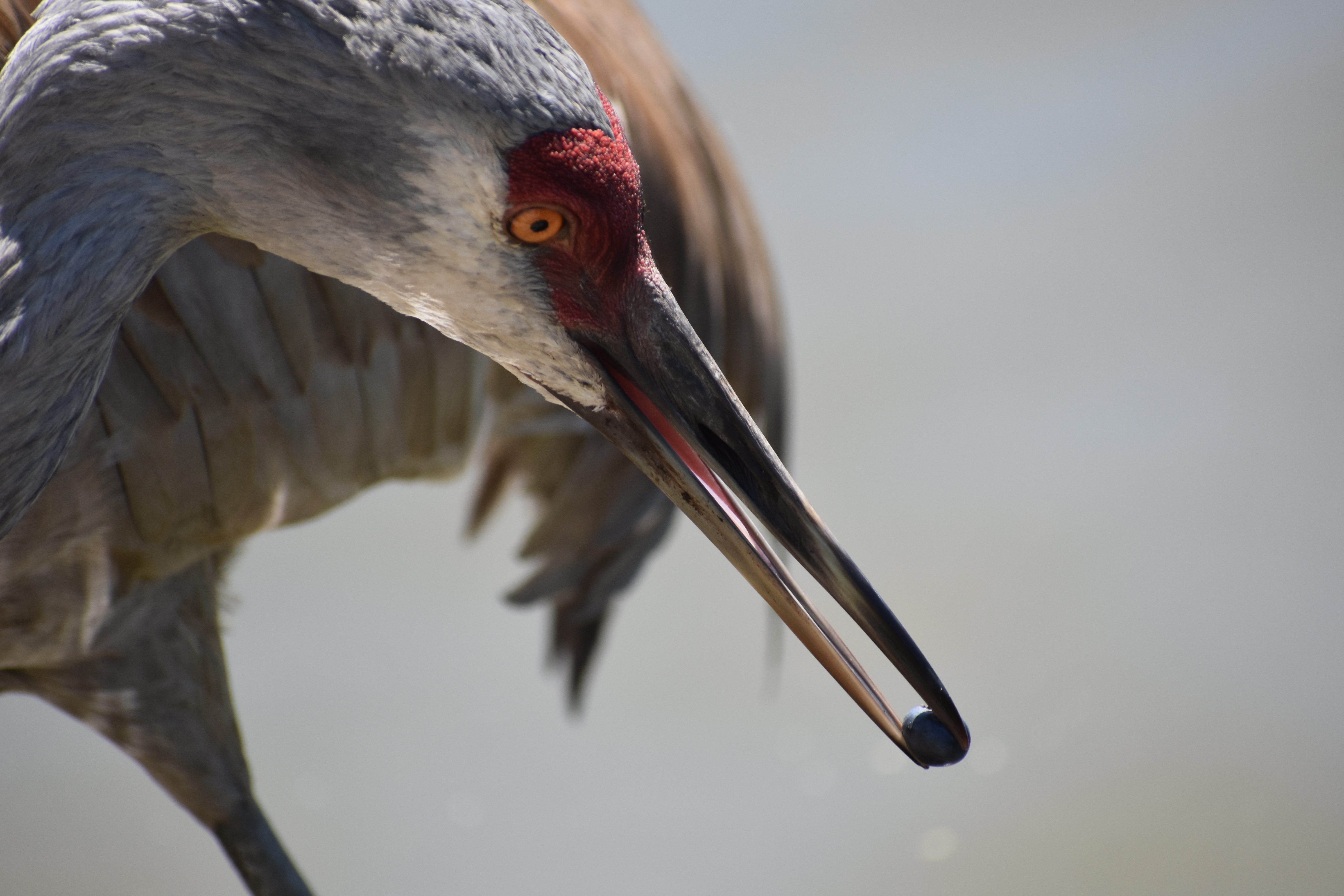 Patricia Moe - Adult