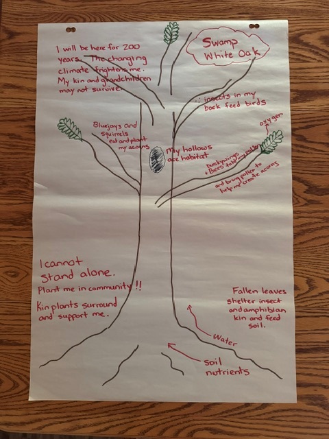 Illustration of a swamp white oak with descriptions of the species.