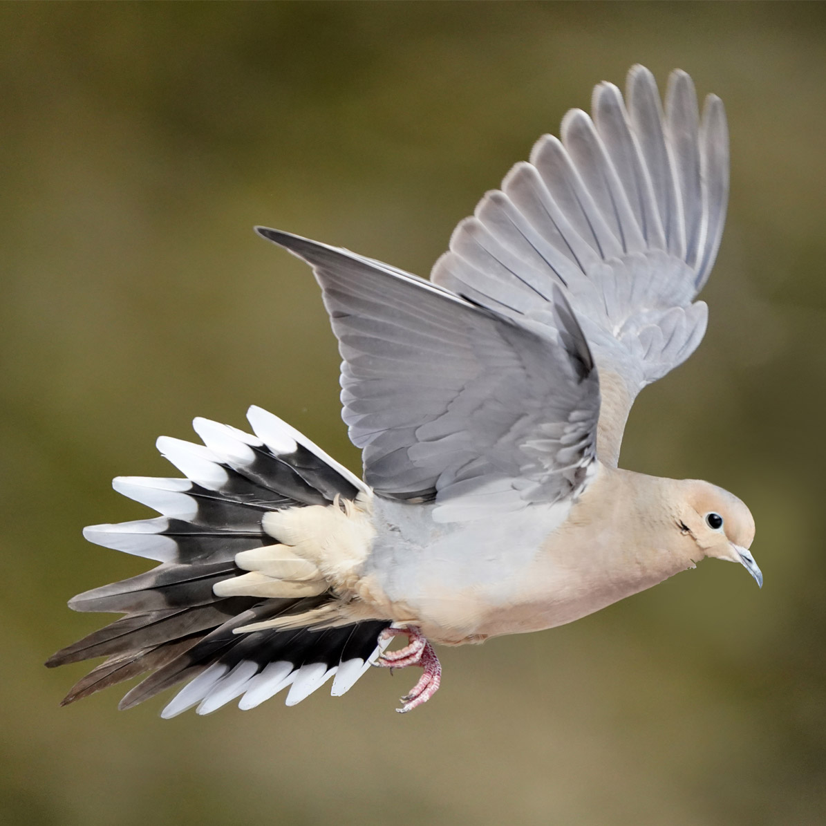 Mourning Dove (Zenaida macroura)