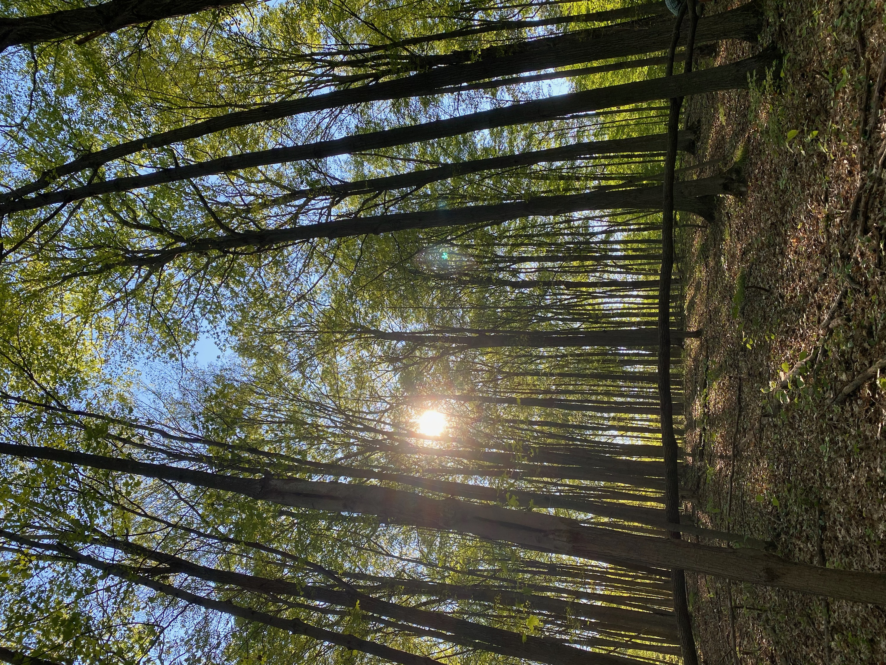 Dufferin County Forest Operating Plan Review Dufferin County