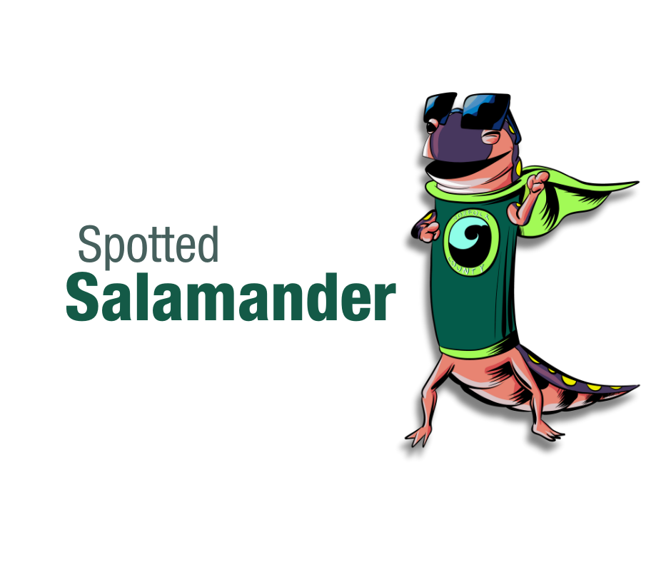 Ward 4: The Spotted Salamander