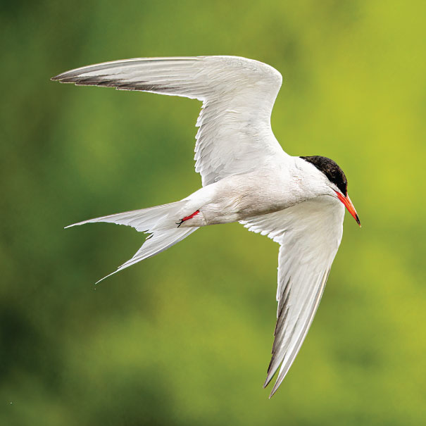 Common Tern (Sterna hirundo)
