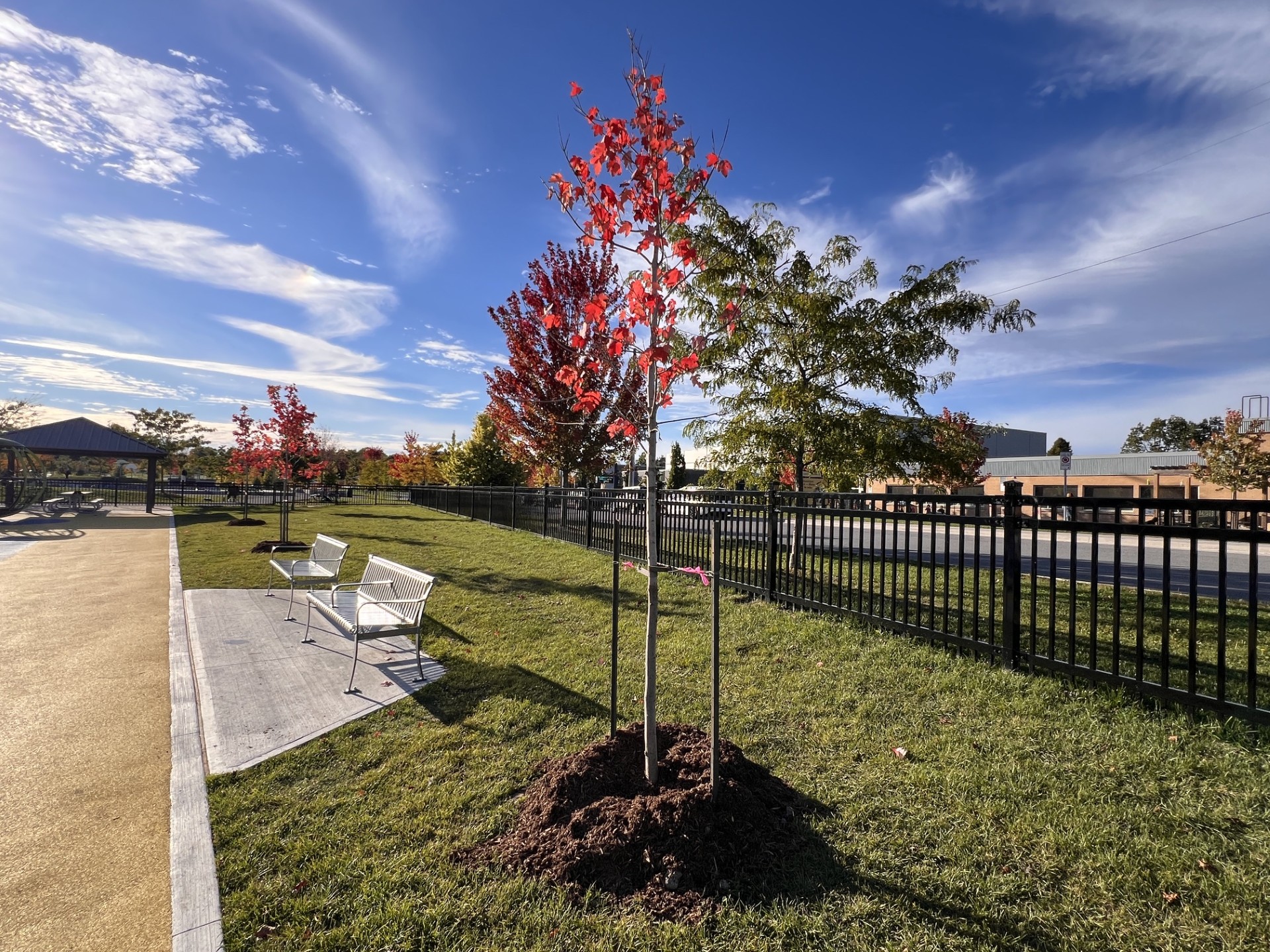 three young Autumn Blaze Maples planted near the benches at Jumpstart Inclusive Playground